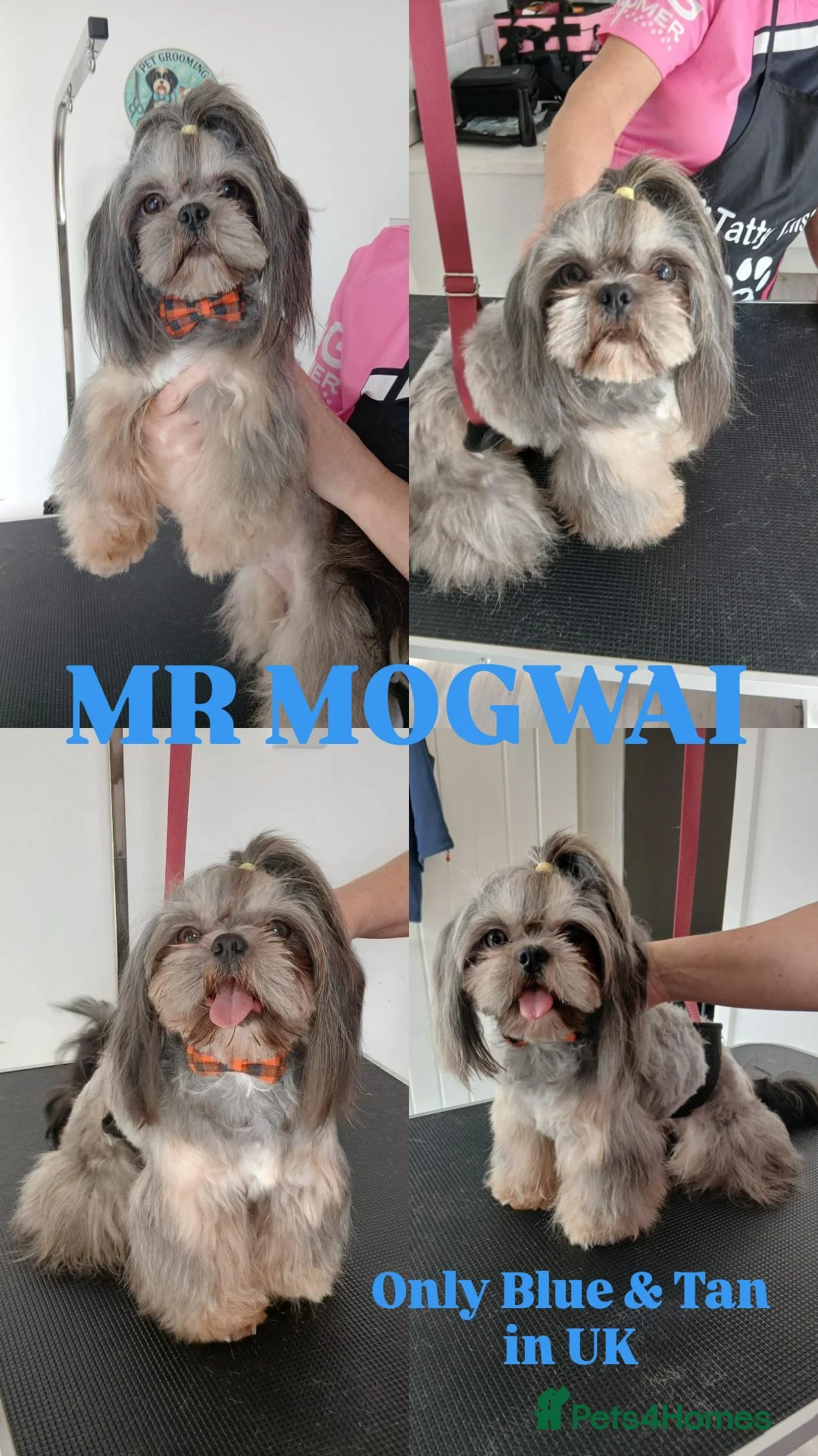 Shih Tzu dogs MR MOGWAI Blue & Tan carrying choc Imperial Stud  - Advert 12