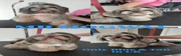 Shih Tzu dogs for stud: 💙 MR MOGWAI Blue Dobbie Karashishi Imperial 💙 - Advert 8
