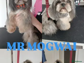 Shih Tzu dogs MR MOGWAI Blue & Tan carrying choc Imperial Stud - Advert 12