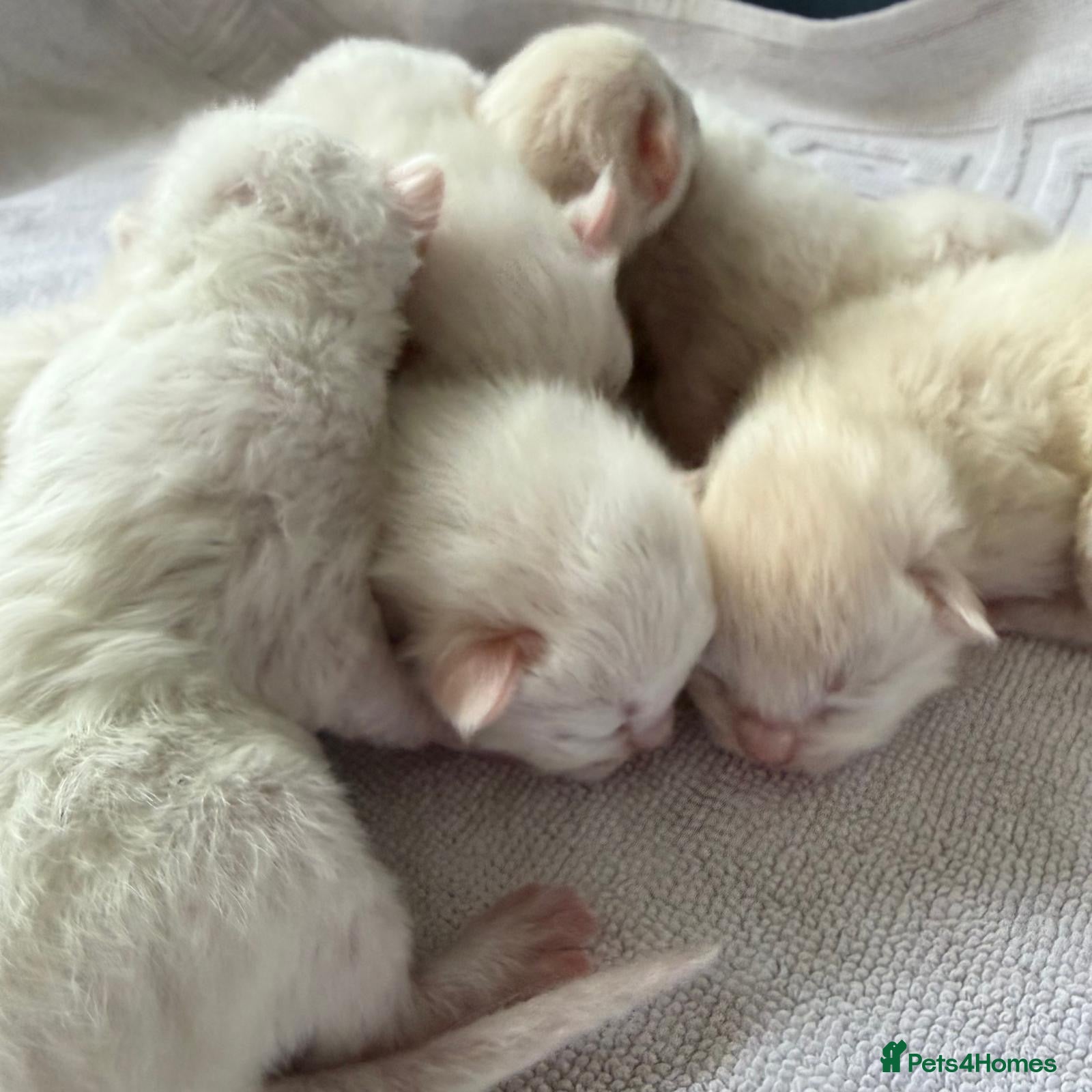 Ragdoll cats Rare Flame Lynx Ragdoll Kittens excellent Quality  - Advert 3