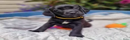 Springador dogs for sale: BEAUTIFUL SPRINGADOR PUPPIES - Advert 3