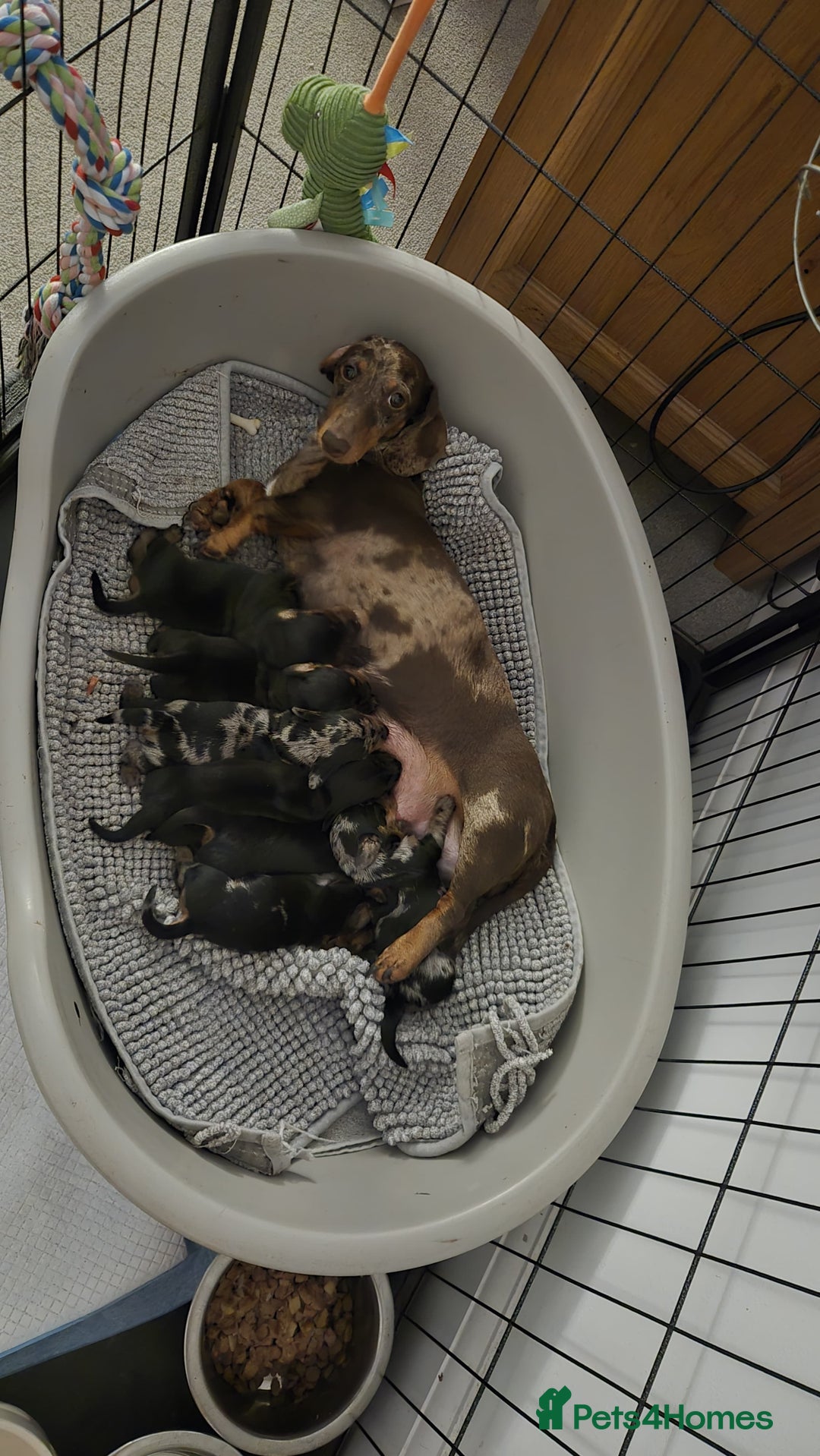 Miniature Dachshund dogs for sale: Miniature Dachshund puppies - Image 2