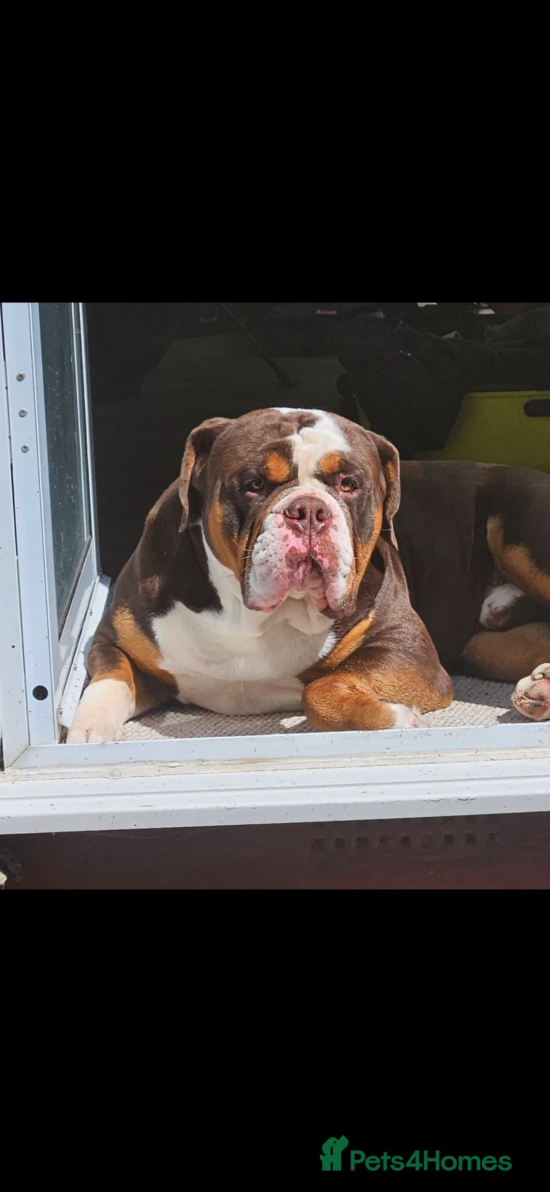 Olde English Bulldogge dogs for sale: Beautiful Male Chocolate Tri Bulldogge - Advert 3