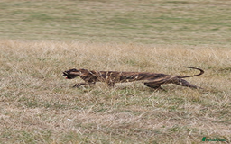 Whippet dogs for sale: 6 month old brindle whippet - Advert 6
