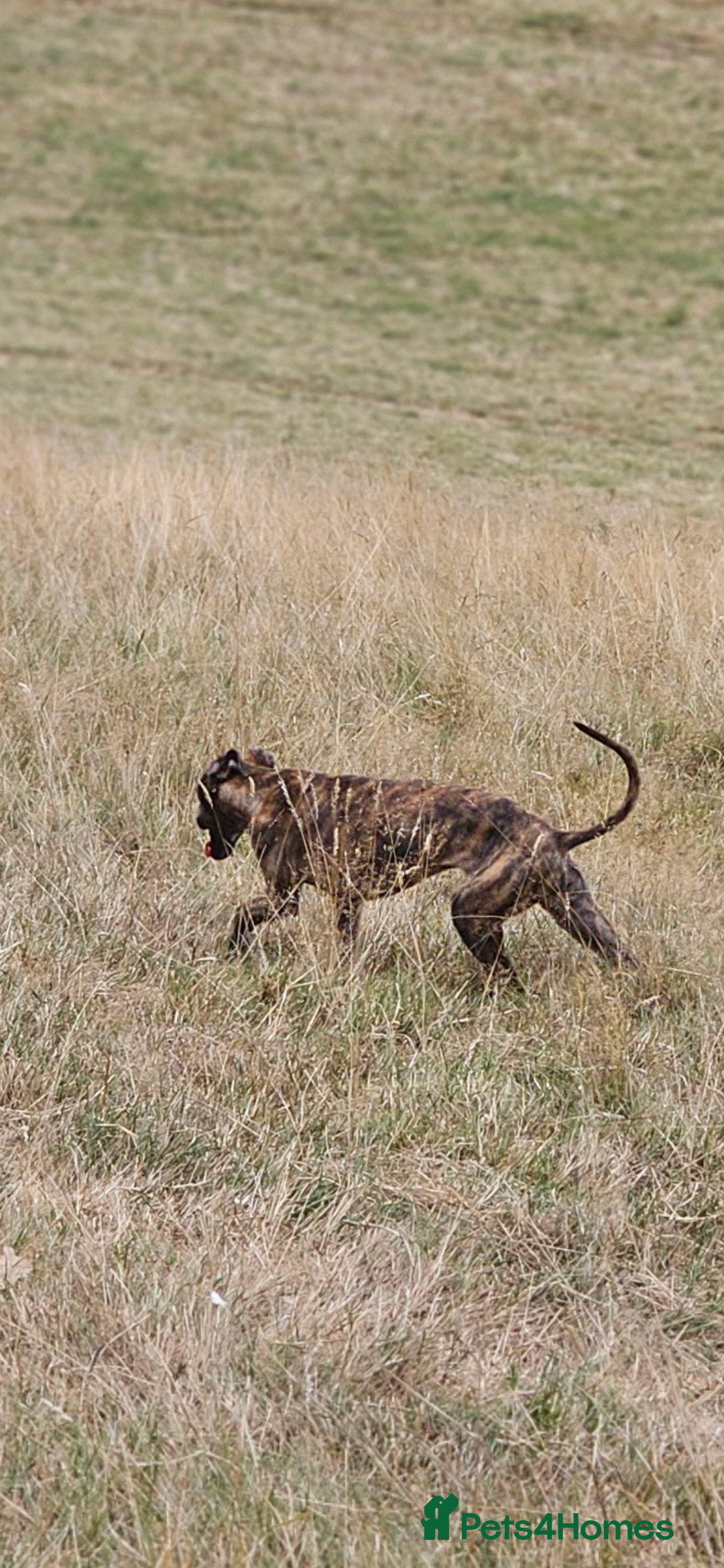 Whippet dogs for sale: 6 month old brindle whippet - Advert 6