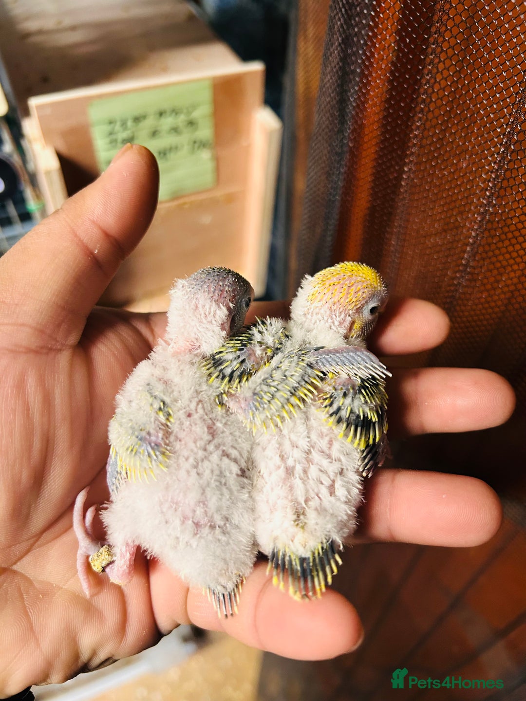 Budgerigars birds for sale: Adorable Handreared  baby budgies  - Advert 1