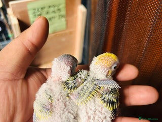 Budgerigars birds Adorable Handreared baby budgies - Advert 6
