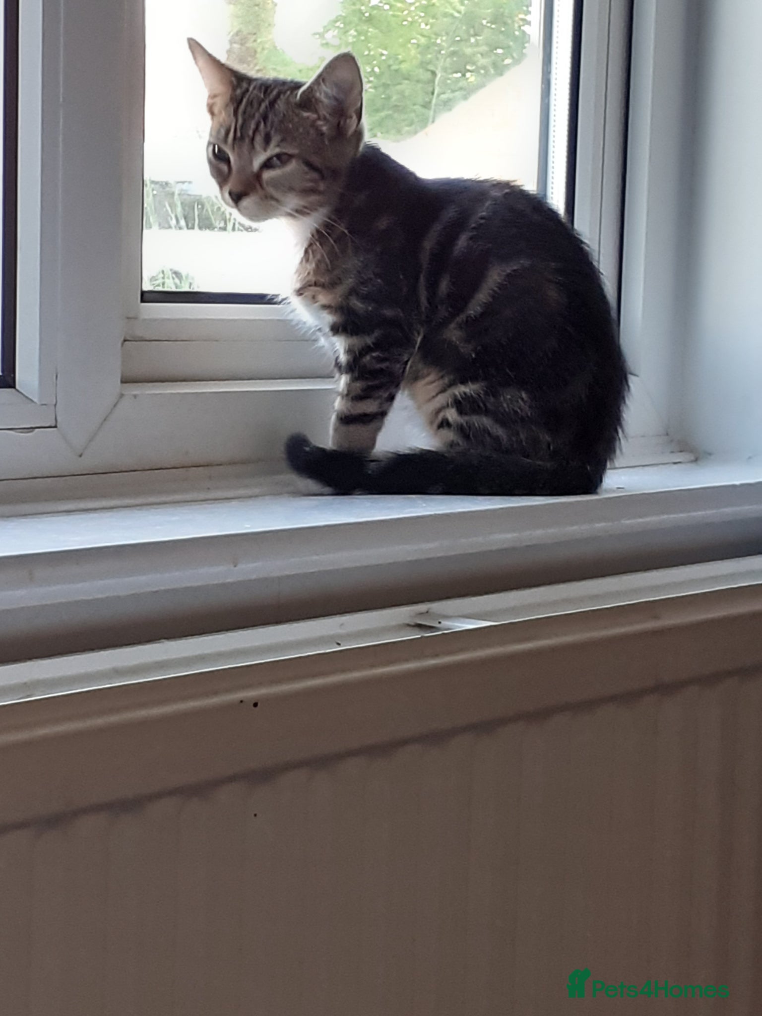 Mixed Breed cats for sale: Kitten female  - Advert 8