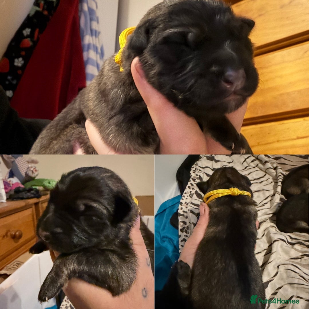 German Shepherd dogs for sale: Beautiful chunky German Shepherd Pups - Image 10