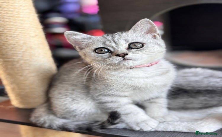 British Shorthair cats - Advert 1
