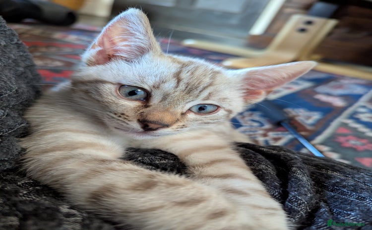 Bengal cats - Advert 1