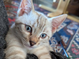 Bengal cats for sale - Advert 1