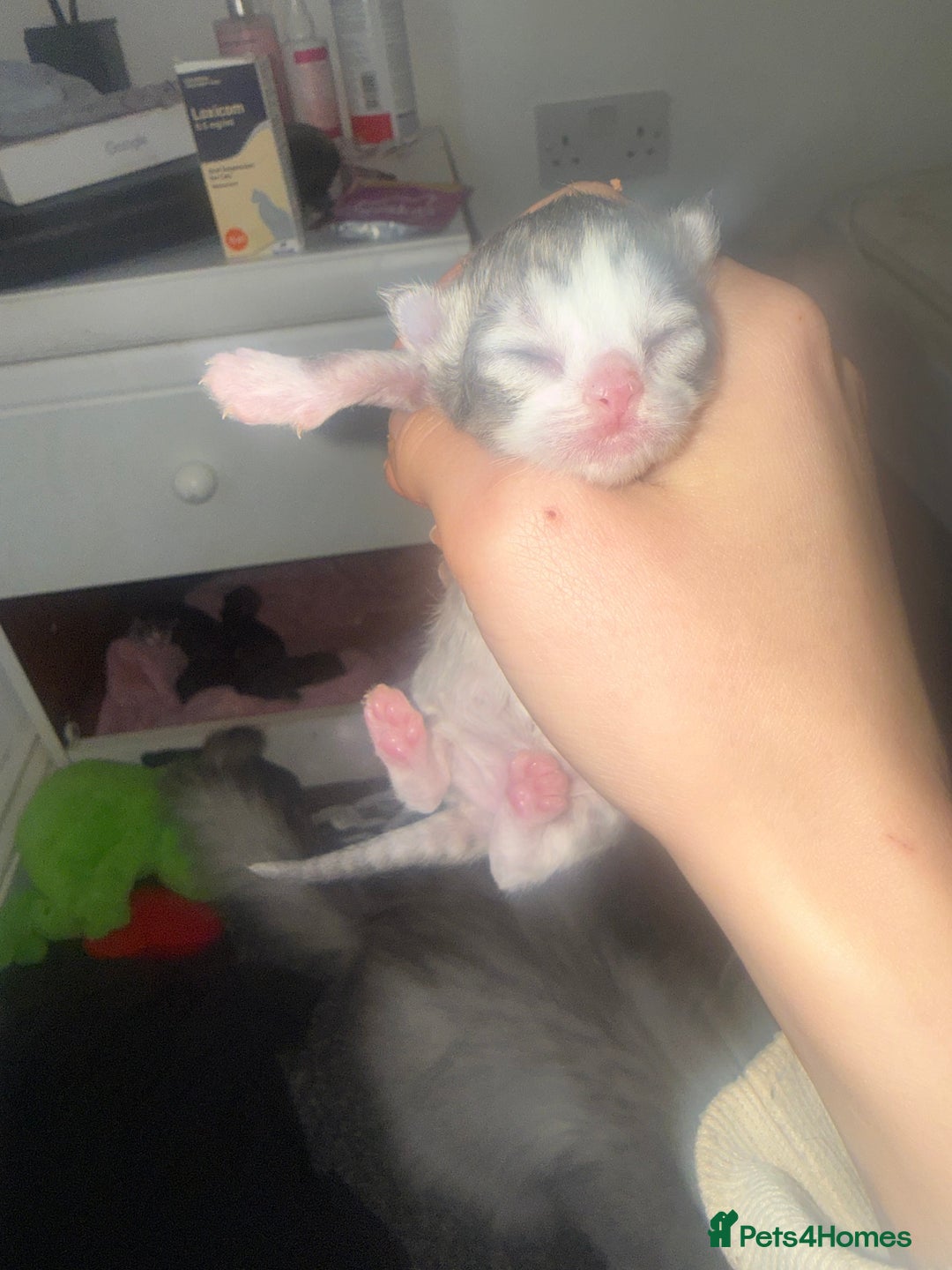 Persian cats for sale: Persian kittens  - Advert 4