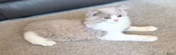 British Longhair cats for sale: Amazing loving boy  - Advert 16