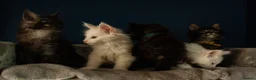 Maine Coon cats for sale: Ready now Last chunky boy looking for forever lap - Advert 11