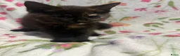 Mixed Breed cats for sale: Kittens in Burton-on-Trent - Advert 8