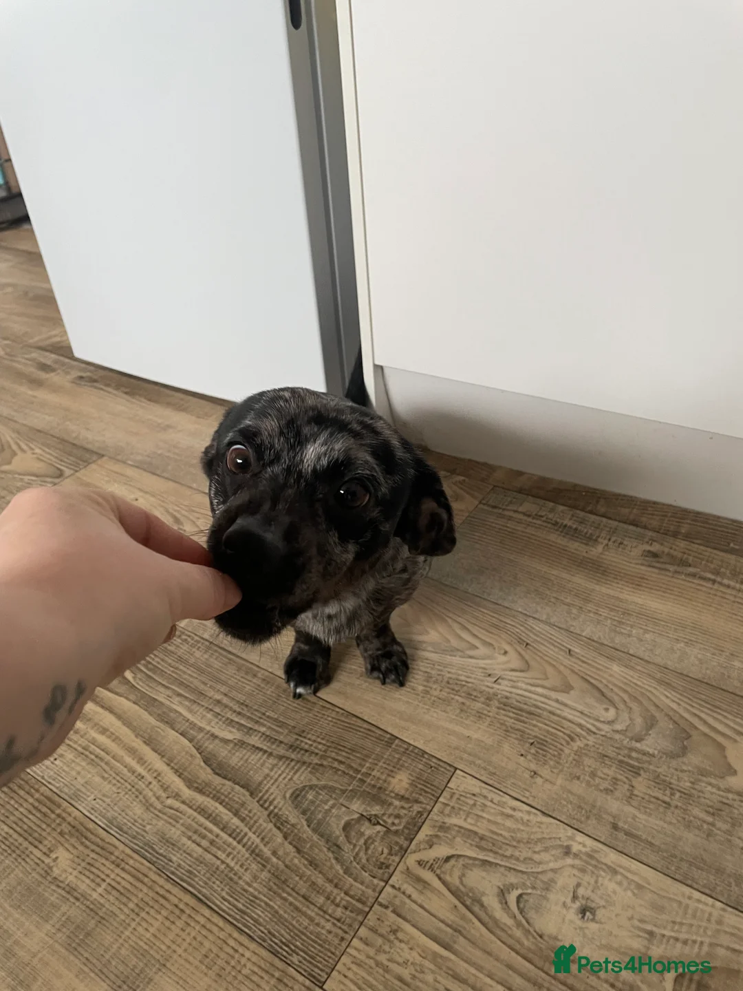 Mixed Breed dogs for sale: Pom weenie  - Advert 2