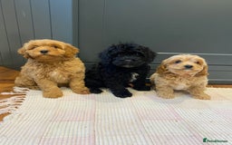 Cavapoochon dogs for sale: Gorgeous litter of Cavapoochon  - Image 3