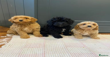 Cavapoochon dogs - Advert 10