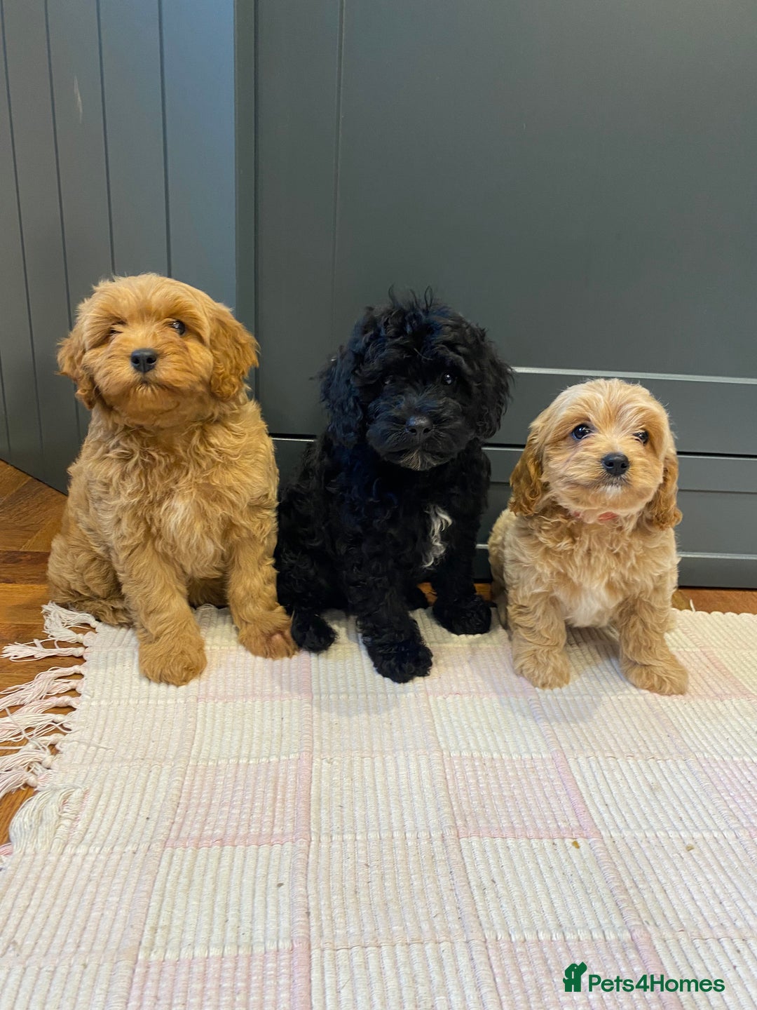 Cavapoochon dogs for sale: Gorgeous litter of Cavapoochon  - Image 3