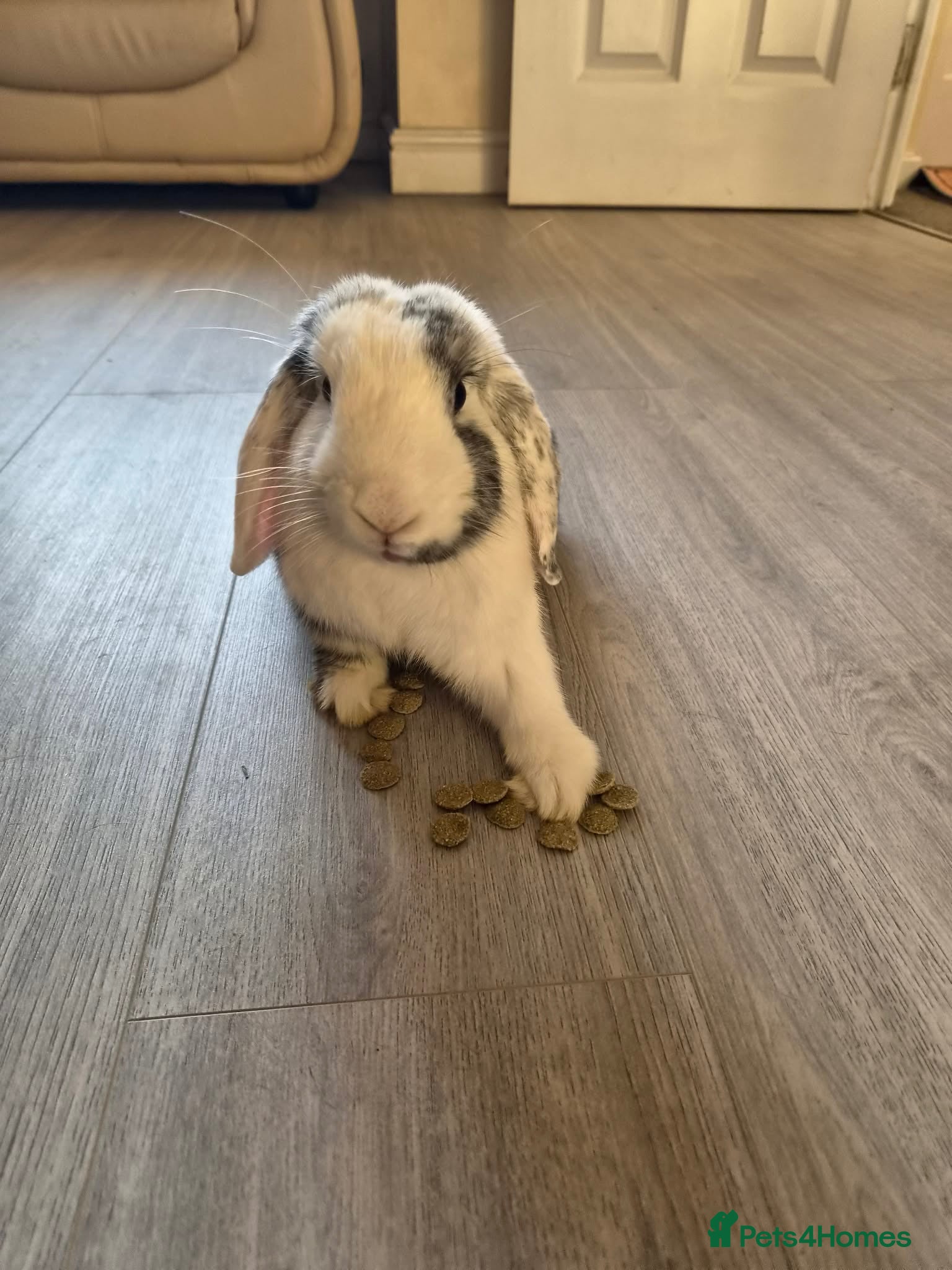 Mini Lop rabbits Mini lop - Advert 11