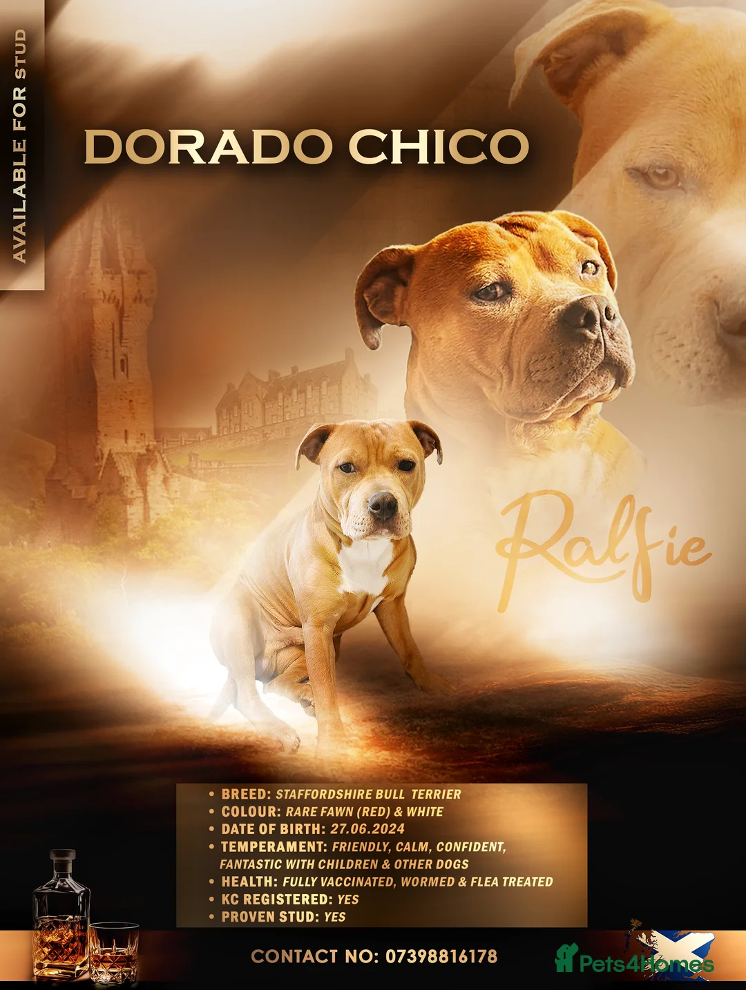 Staffordshire Bull Terrier dogs for stud: 🔥 Rare Fawn (Red) KC Staffy Stud: The Golden Boy  - Advert 1