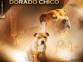 Staffordshire Bull Terrier dogs 🔥 Rare Fawn (Red) KC Staffy Stud: The Golden Boy - Advert 6