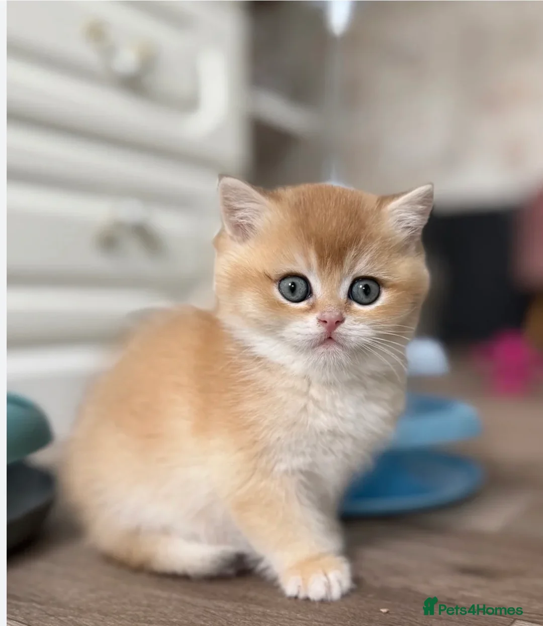 British Shorthair cats for sale: British shorthair gold  in Birmingham - Advert 1