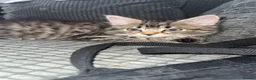 Mixed Breed cats for sale: 2 kittens  - Advert 3