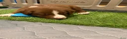 Sprollie dogs for sale: SPROLLIE PUPPIES LOOKING FOR THEIR FOREVER HOMES  - Advert 6