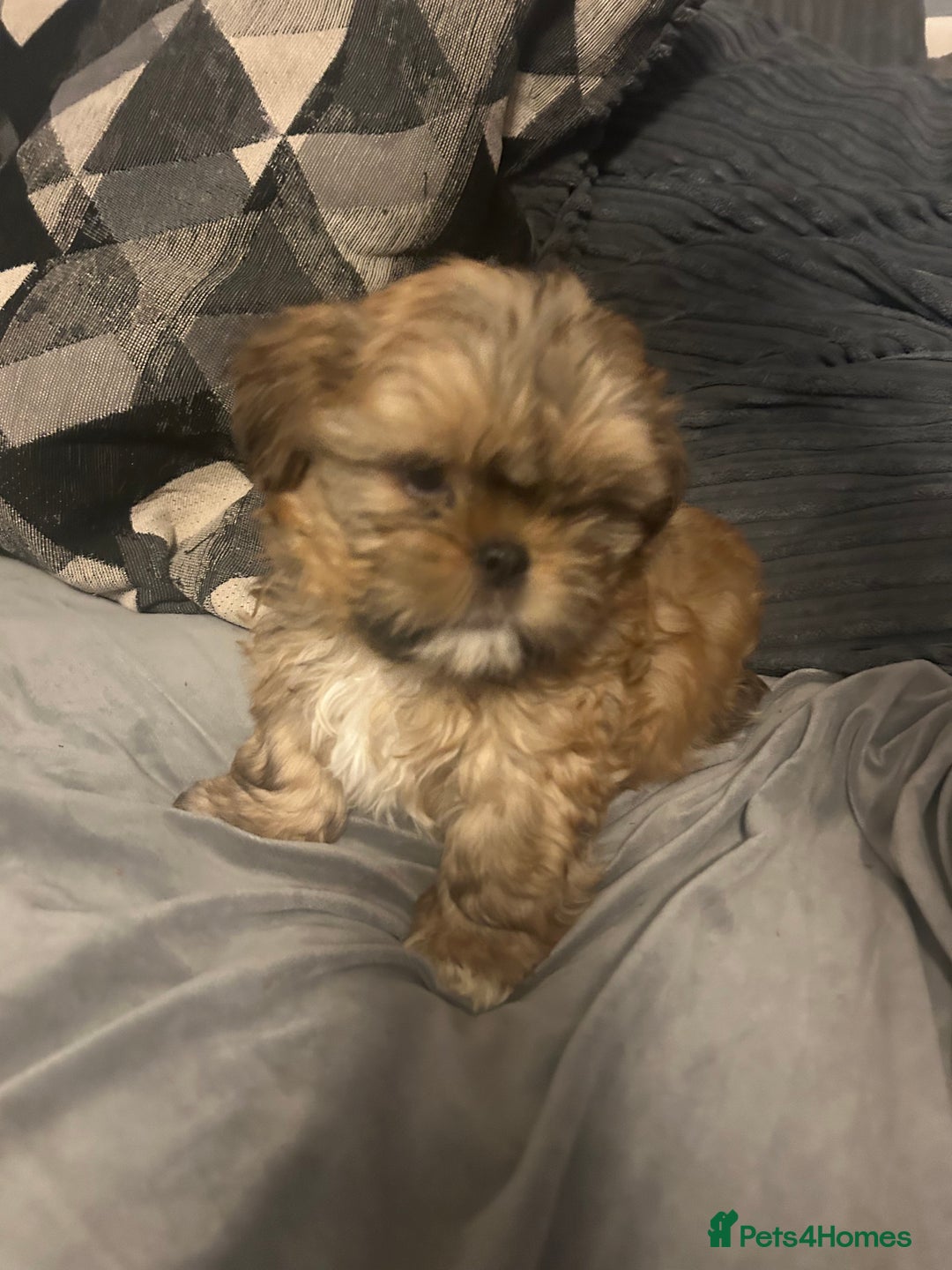 Shih Tzu dogs for sale: Gorgeous little boy - Advert 15