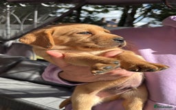 Labrador Retriever dogs for sale: 2 Labrador male pups READY NOW - Image 5