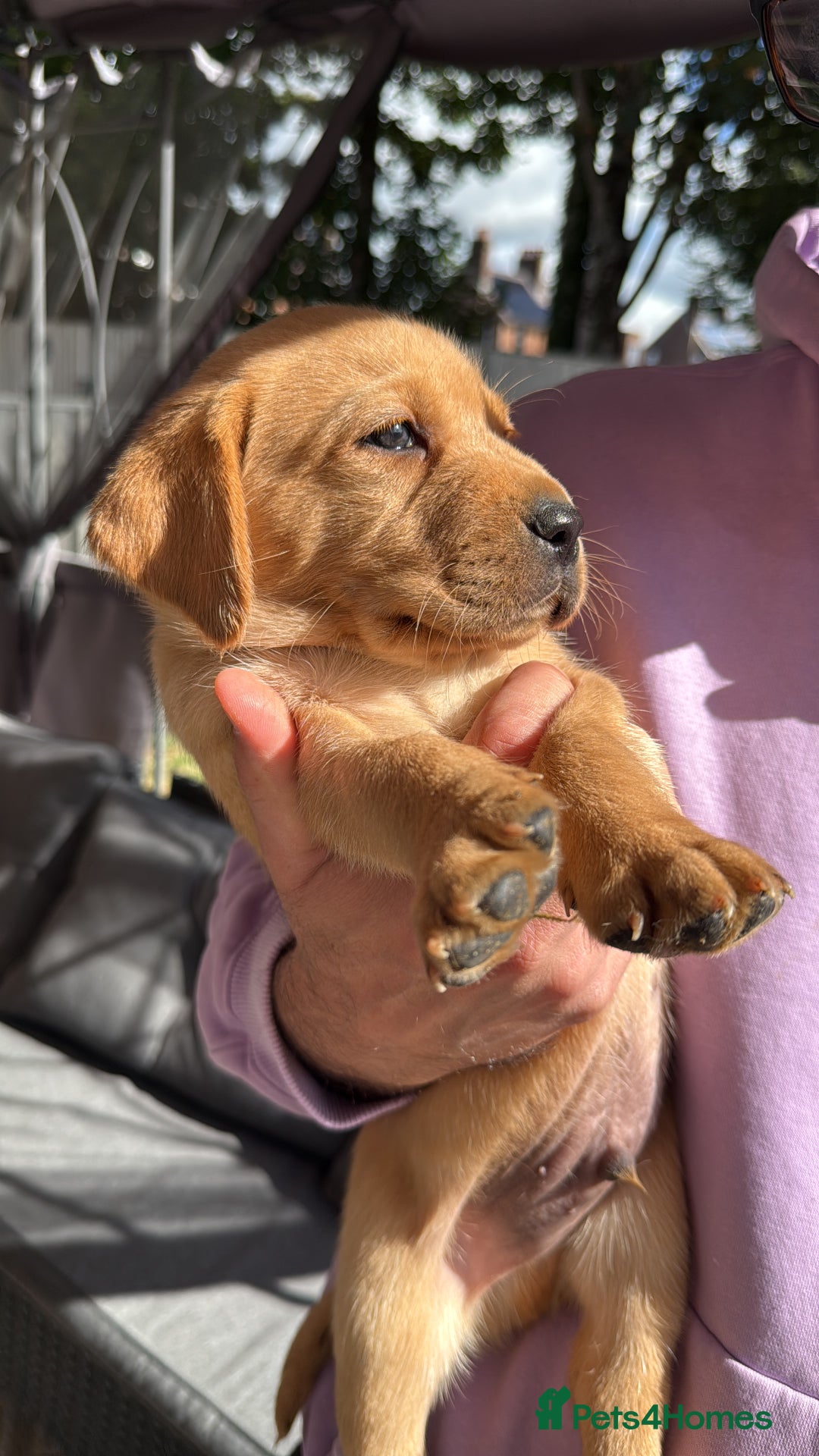 Labrador Retriever dogs for sale: 2 Labrador male pups READY NOW - Image 5