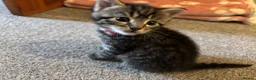 Mixed Breed cats for sale: Grey tabbies for sale - Advert 7