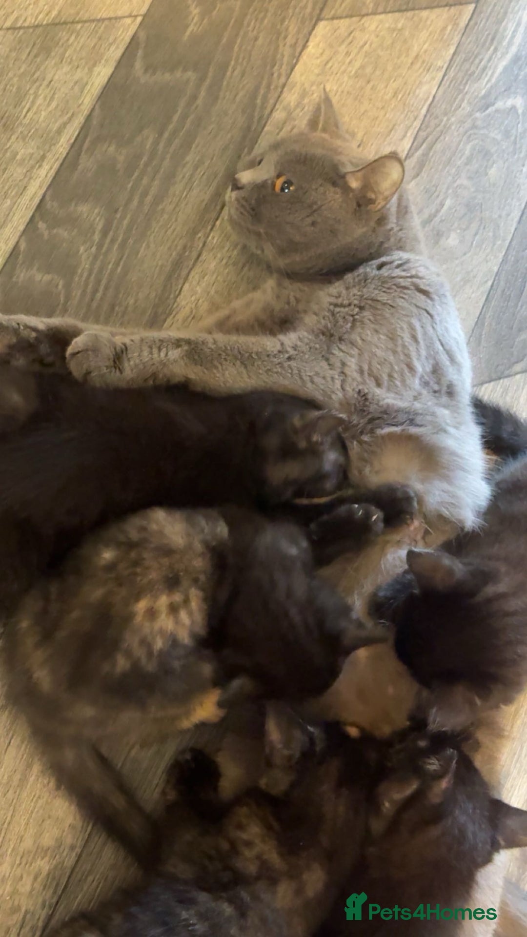 Mixed Breed cats for sale: toritoshell kittens  - Image 1
