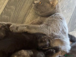 Mixed Breed cats - Advert 12