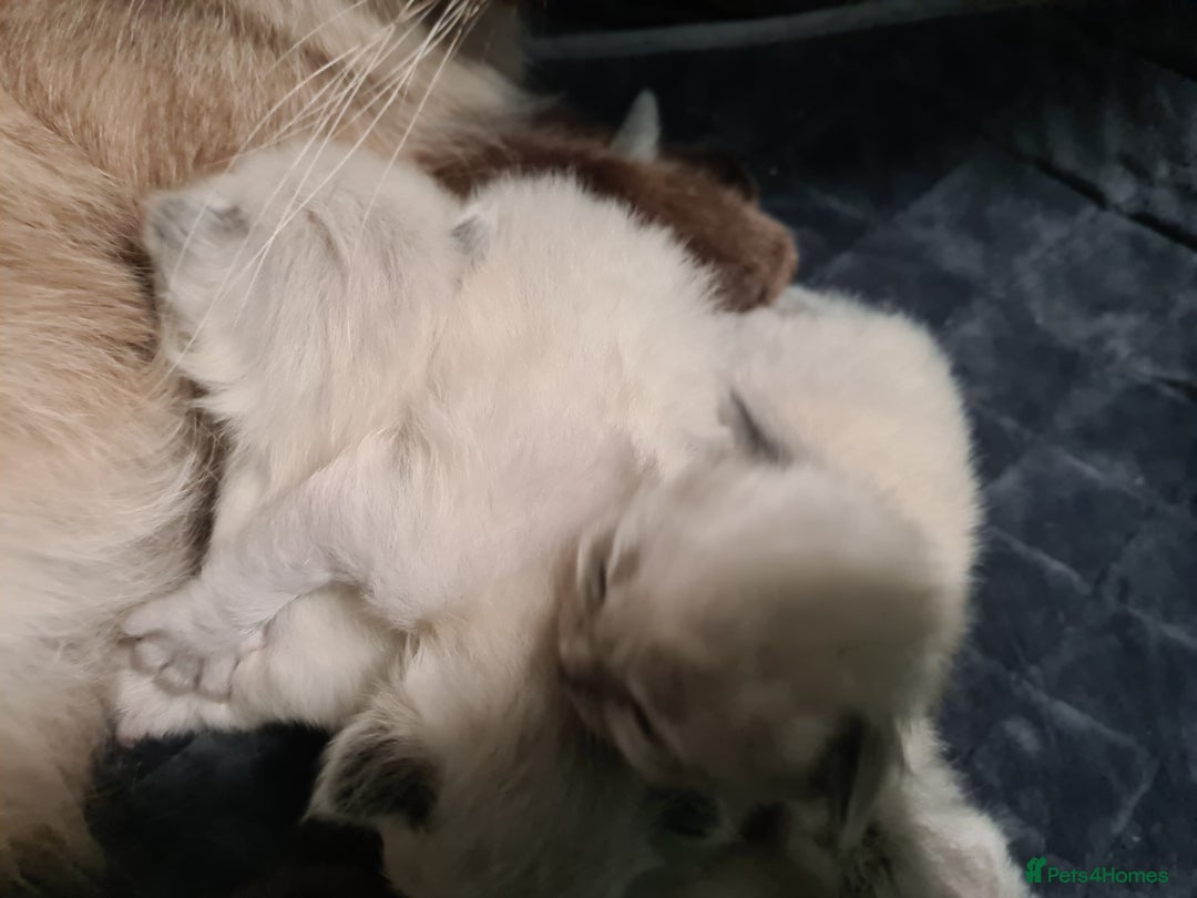 Ragdoll cats for sale: Radgoll kittens  - Advert 5