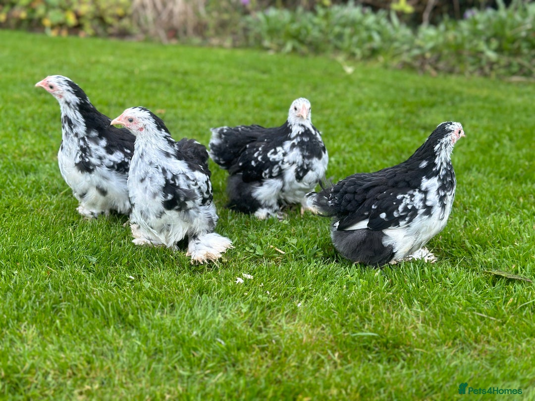 Chickens poultry for sale: Bantams and Pekins for sale - Image 11