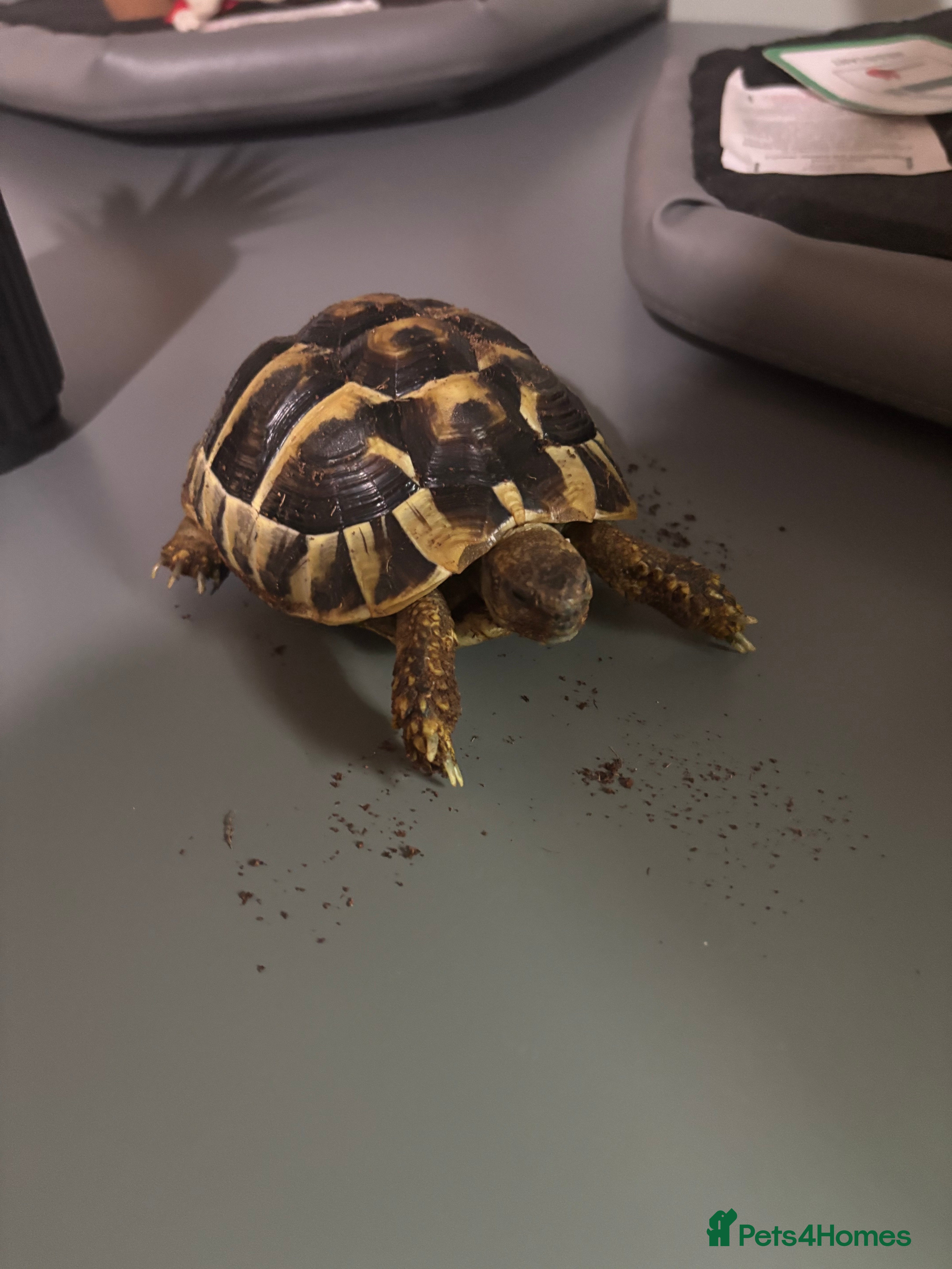 Tortoise reptiles Two Herman tortoises for sale  - Advert 1