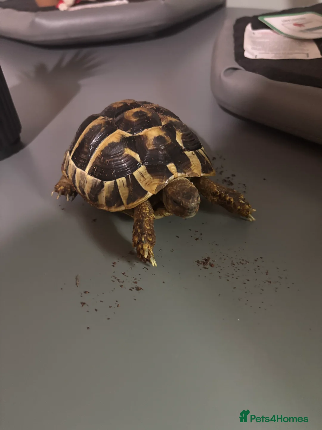 Tortoise reptiles for sale: Two Herman tortoises for sale  - Advert 1