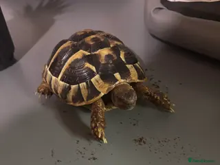 Tortoise reptiles Two Herman tortoises for sale - Advert 1
