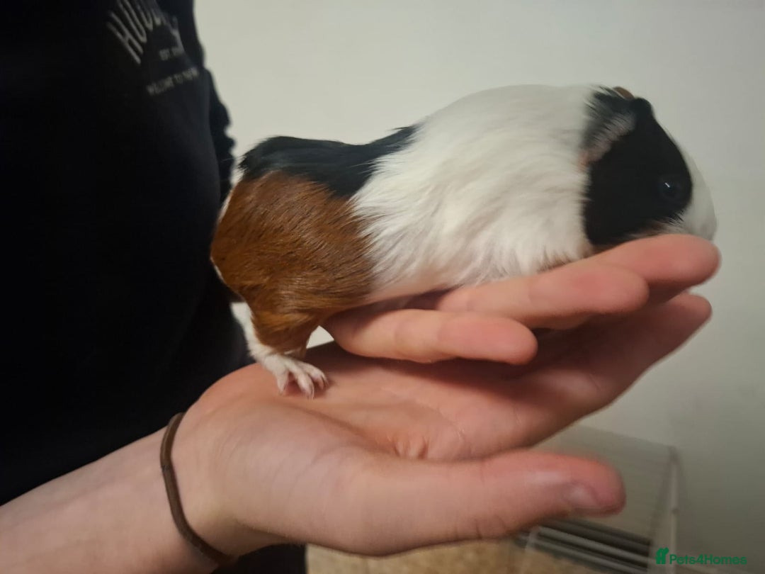 Guinea Pig rodents for sale: 2 12 week old bonded female guinea pigs with cage - Image 6