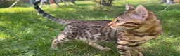 Bengal cats for sale: TICA Registered Bengal Kitten - Stunning Rosettes - Advert 19