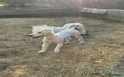 Coton De Tulear dogs for sale: Coton de tulear  in London - Image 2