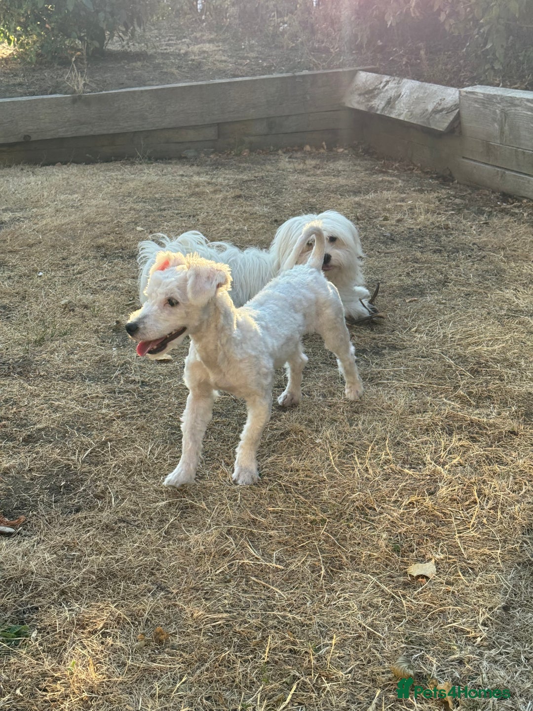 Coton De Tulear dogs for sale: Coton de tulear  in London - Image 2