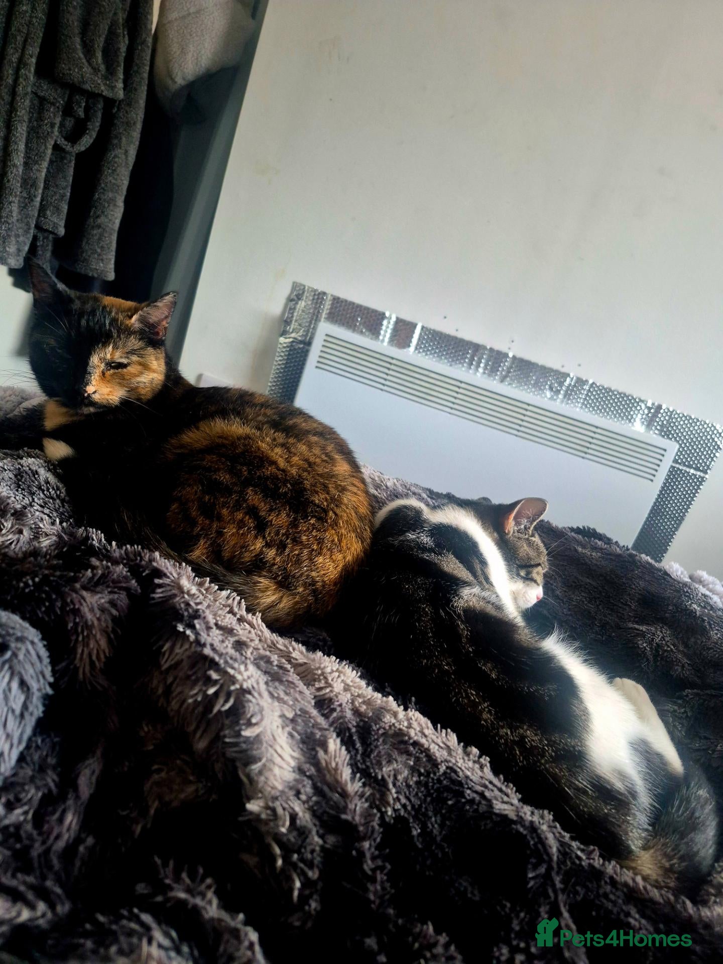 American Shorthair cats 2 indoor cats - Advert 1
