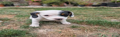 Jack Russell 1