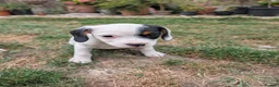 Jack Russell dogs for sale: Beautiful Jack Russell Puppies for sale 💙🐶🐾 - Advert 9