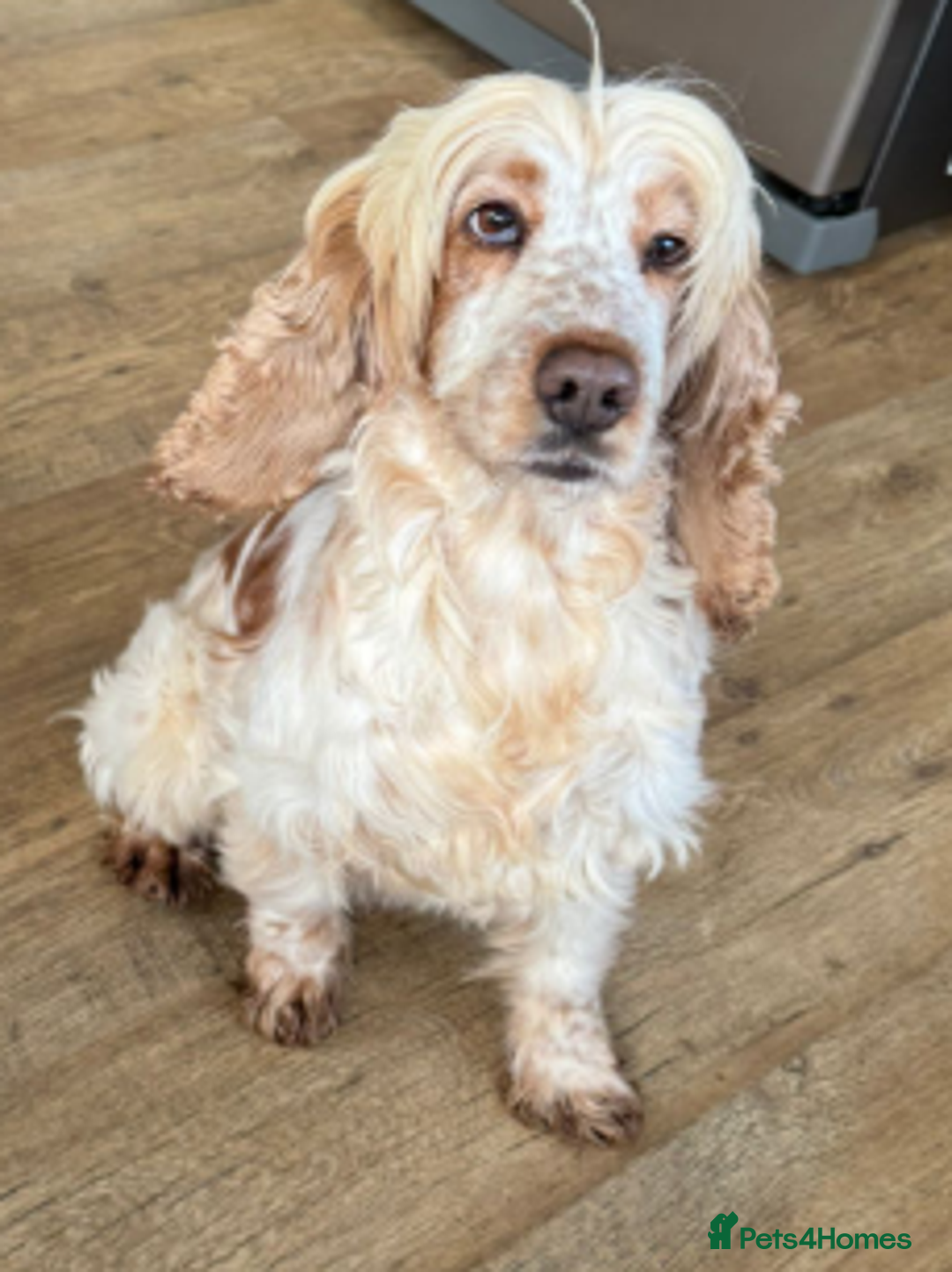 Cocker Spaniel dogs for adoption: PICKLES 8yr old Cocker Spaniel - Advert 2