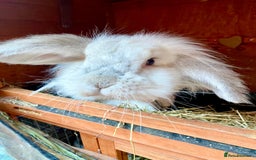 Mini Lop rabbits for sale: 2 mini lop rabbits for sale  - Image 3